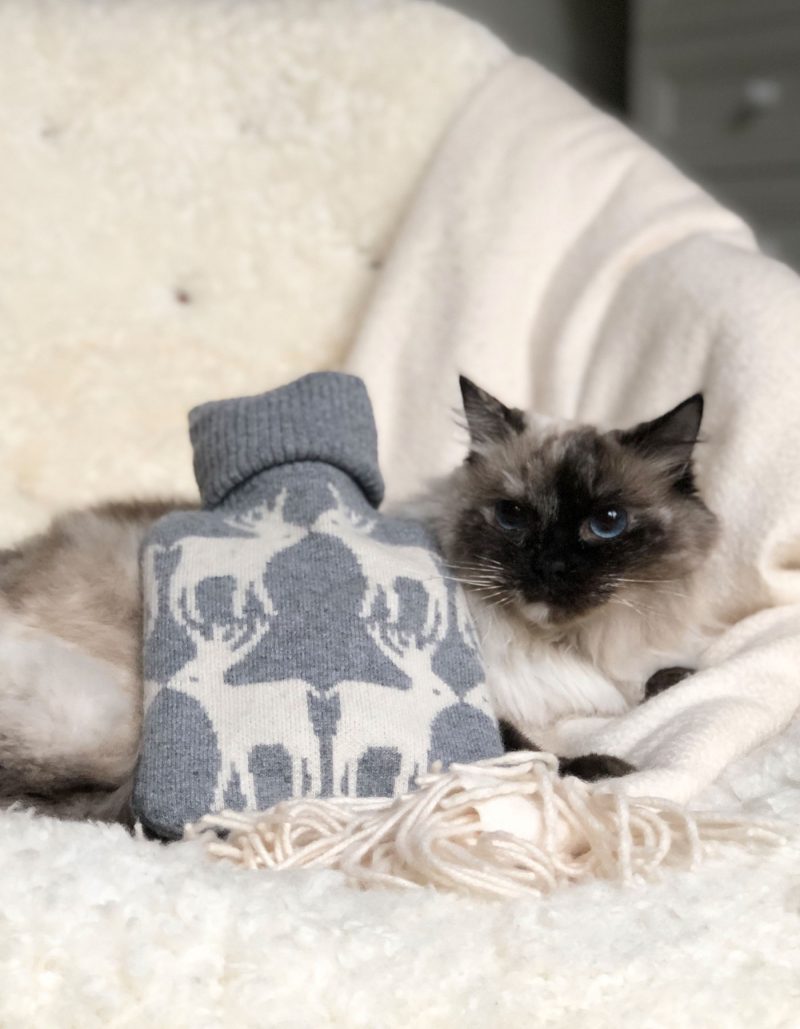 Cat sitting with a cashmere hot water bottle, part of the malin darlin range of designer cashmere gifts.